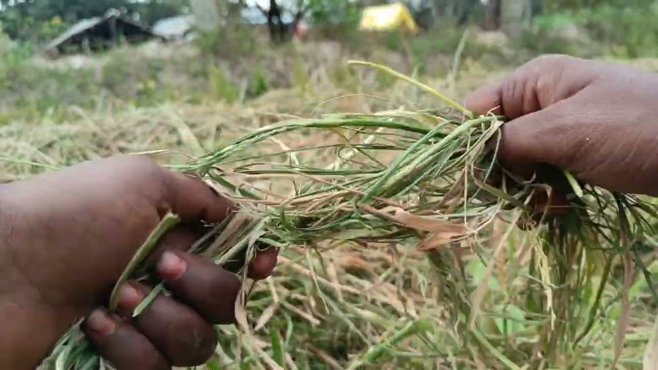 పొలం లో నేను... Farm life 