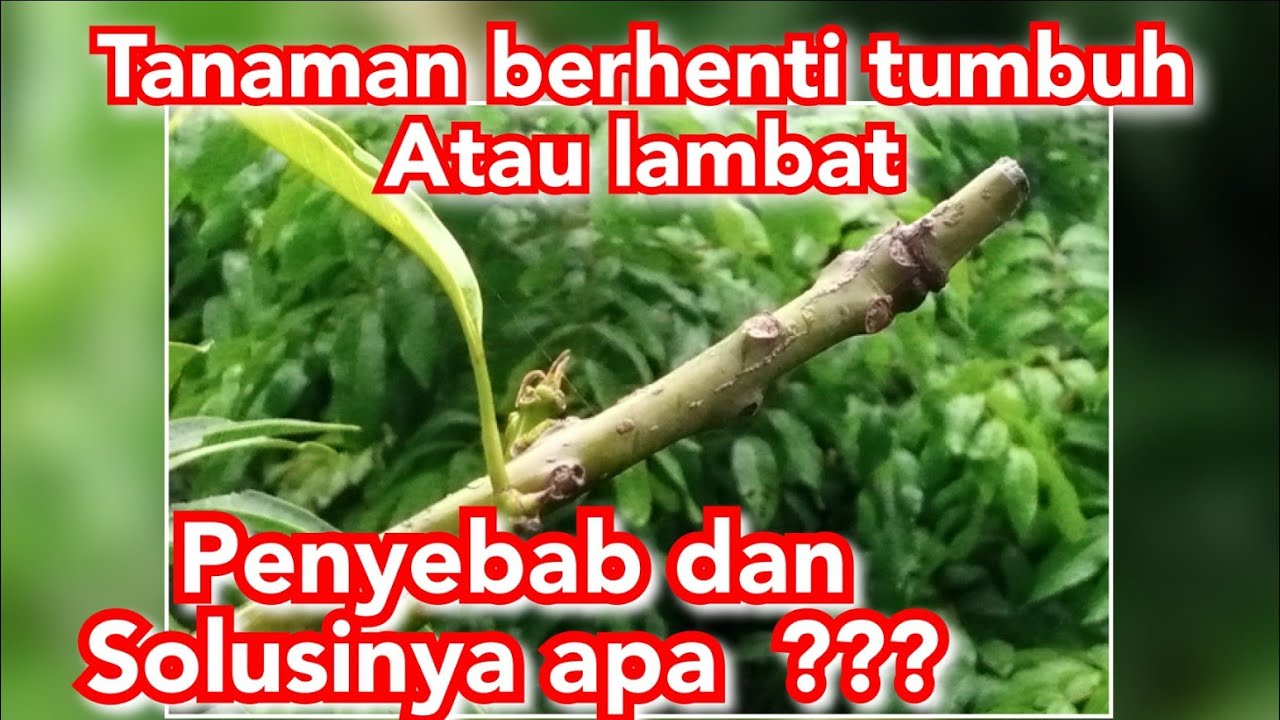 tanaman berhenti tumbuh | stagnan pada tabulampot.