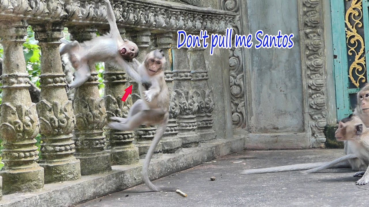 Baby monkey Emma's really scared when monkey Santos pulls her down like this.