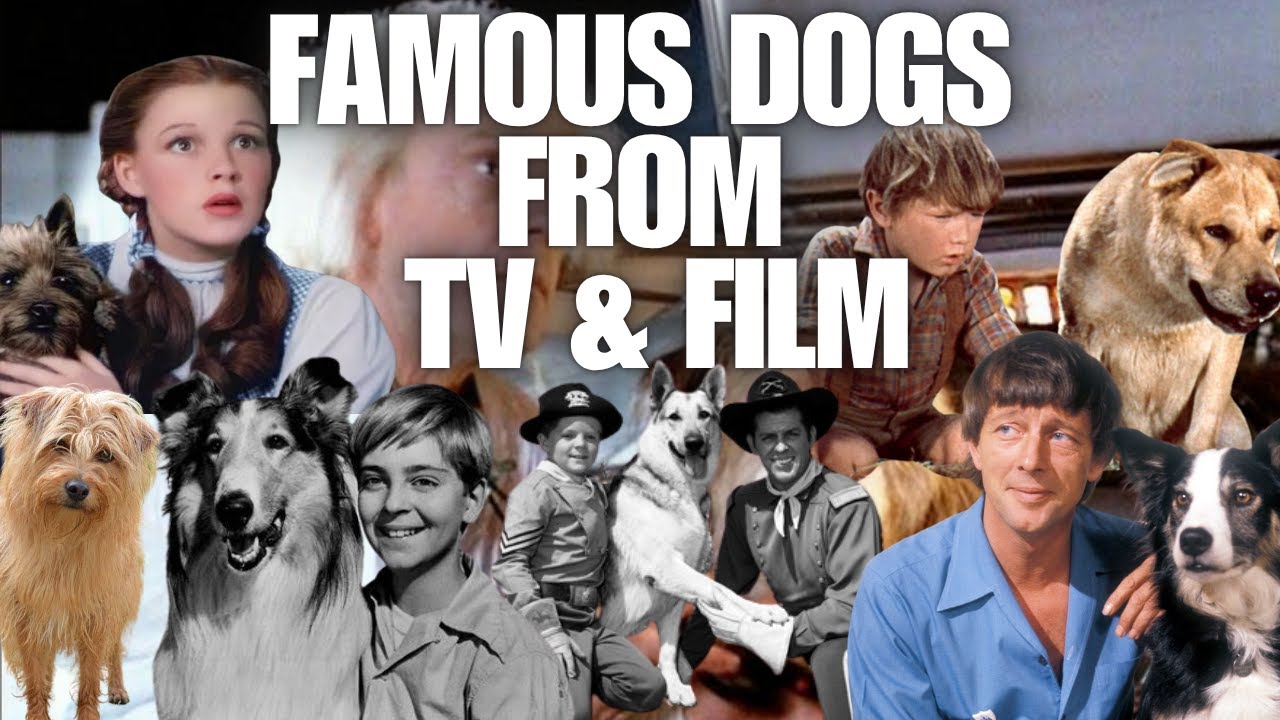 Famous Dogs From Movies & TV Who Are They [Quiz Mix Challenge]