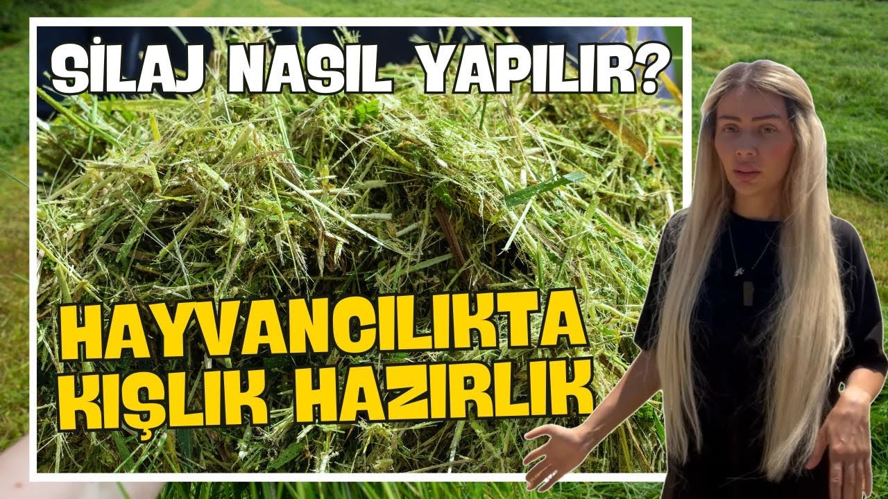 Silaj Nasıl Yapılır? / Tohumlama Uygulaması / Hayvancılıkta Kışlık Hazırlık