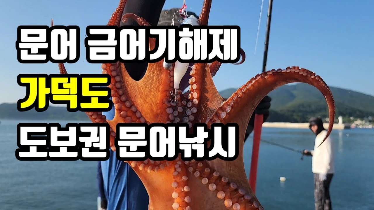 부산 문어금어기해제!! 가덕도 도보권으로 문어낚시 고~고~