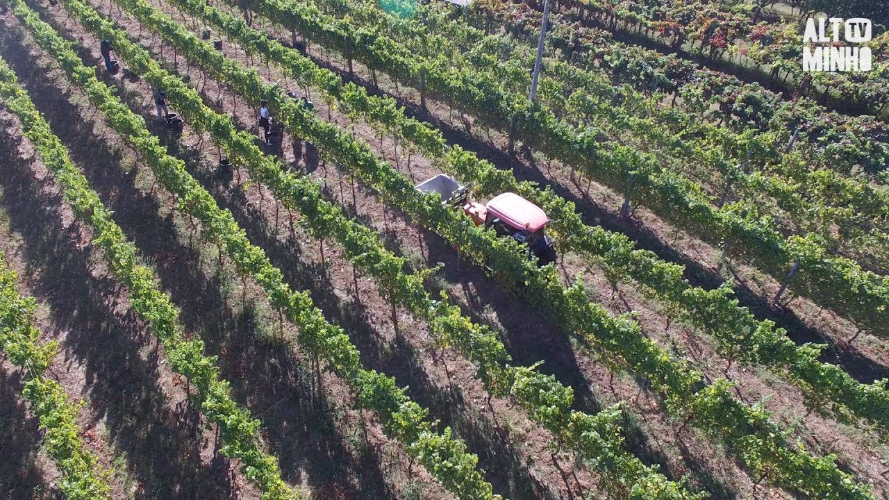 Monção espera boa colheita de vinho Alvarinho | Altominho TV