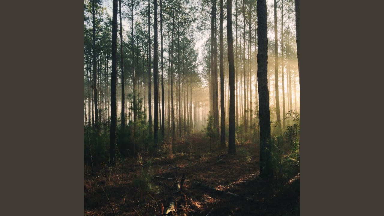 Heart of the Forest