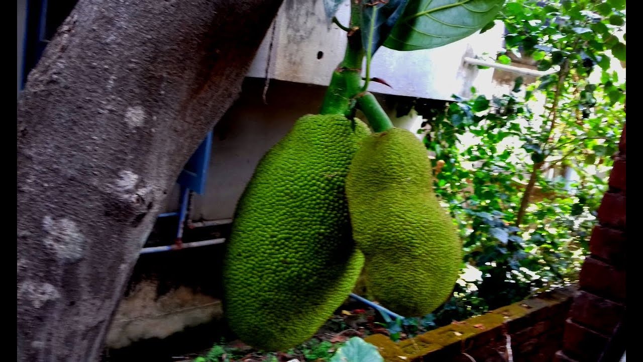 Kathal ( Echor ) Recipe || Jack fruit recipe || Echor Dalna || Echor Tarkari