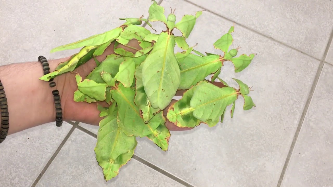 Bunch of walking Leafes 😱