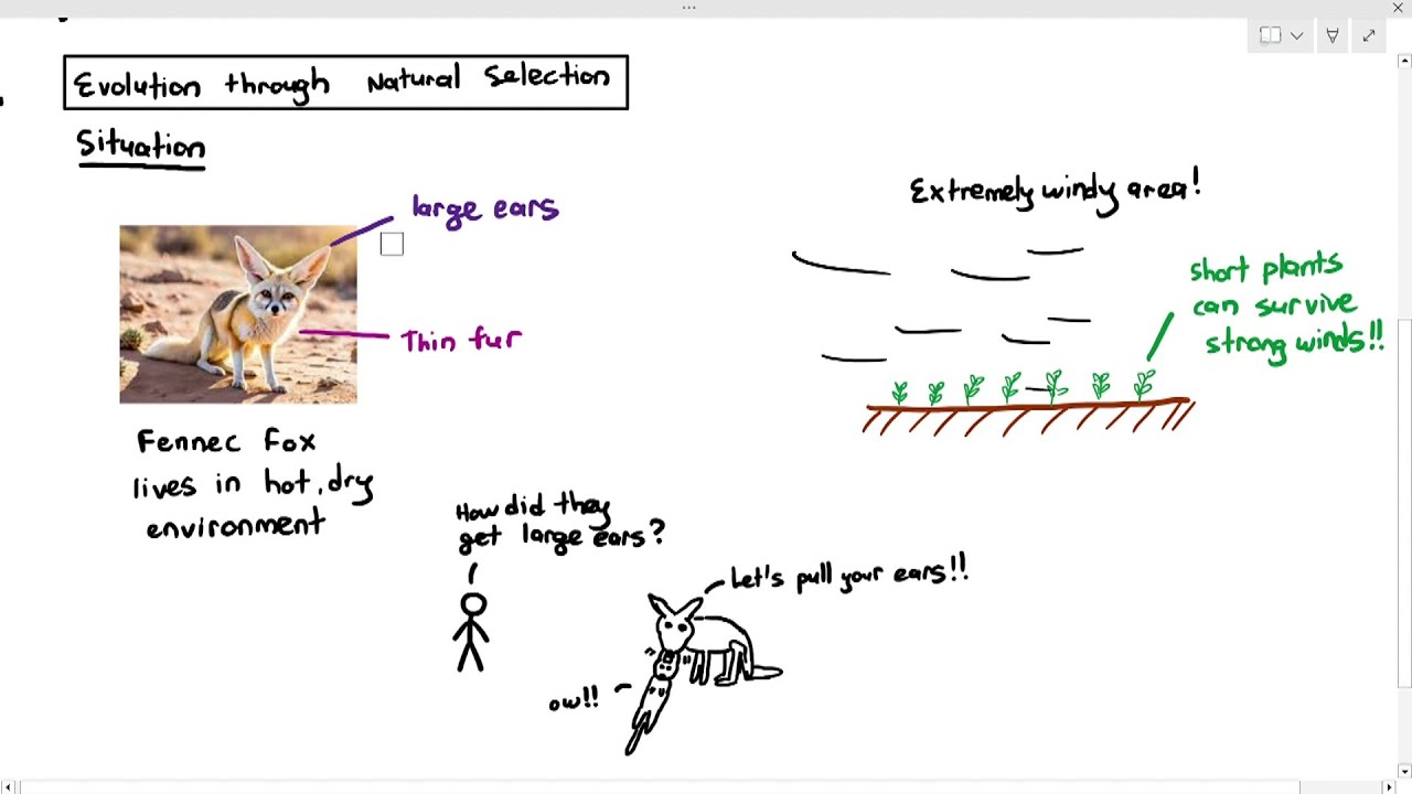 17-6 How Natural Selection leads to Evolution (Cambridge AS A Level Biology, 9700)