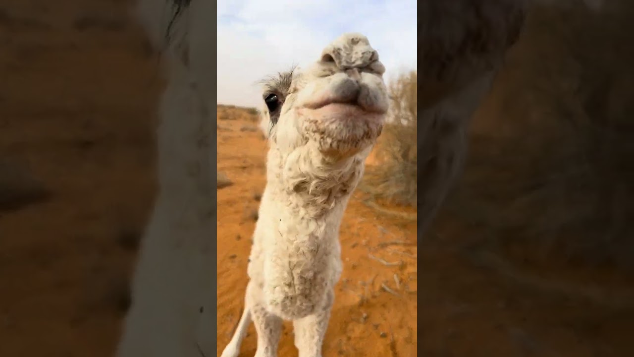 النفود الكبير نفود عذفاء 