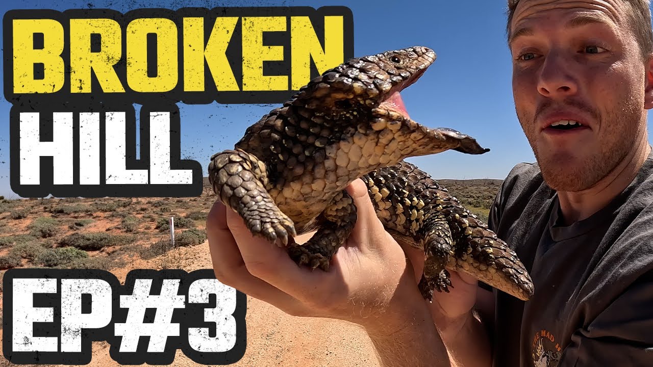 FINDING PYTHONS, SHINGLEBACKS & GECKOS | HERPING BROKEN HILL EP 3