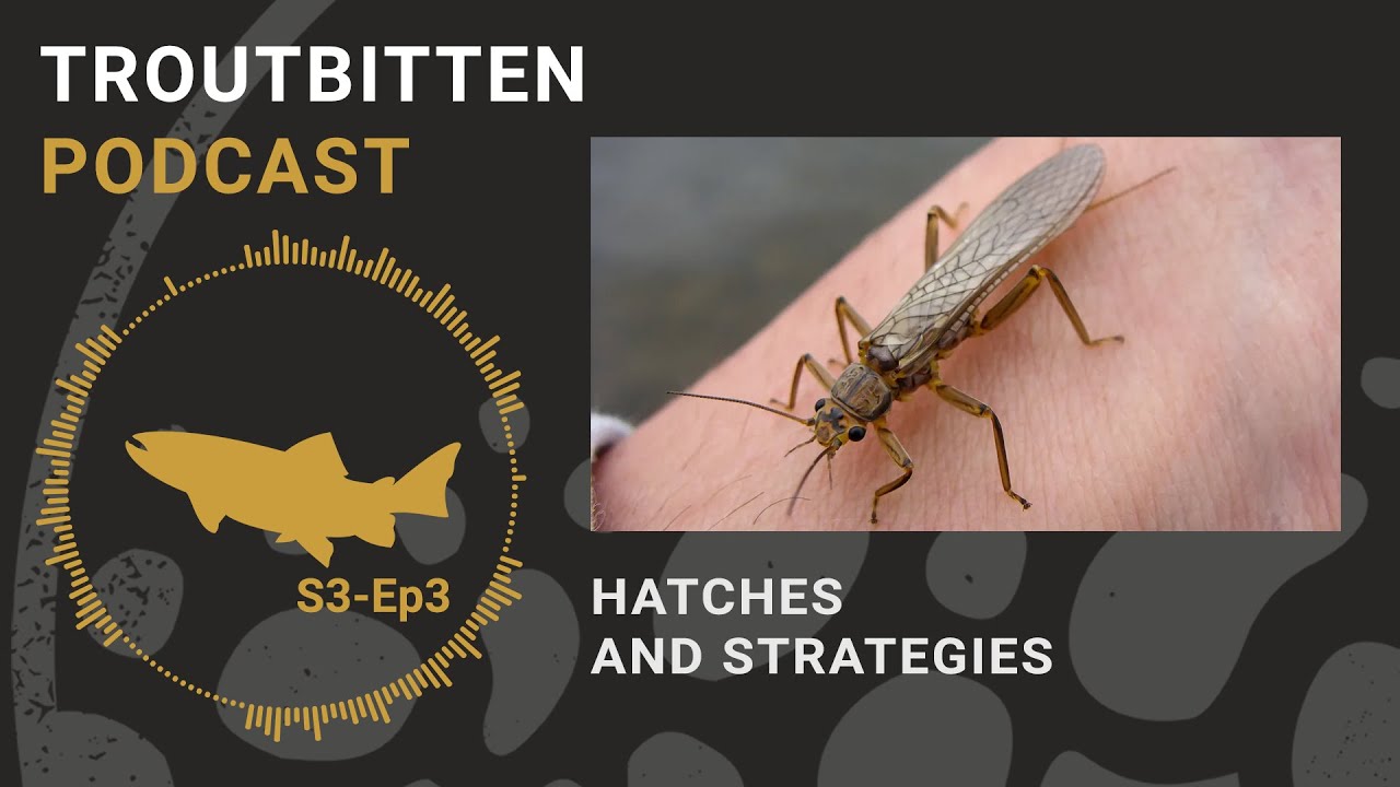The Troutbitten Podcast: Hatches and Strategies  -- S3 Ep3