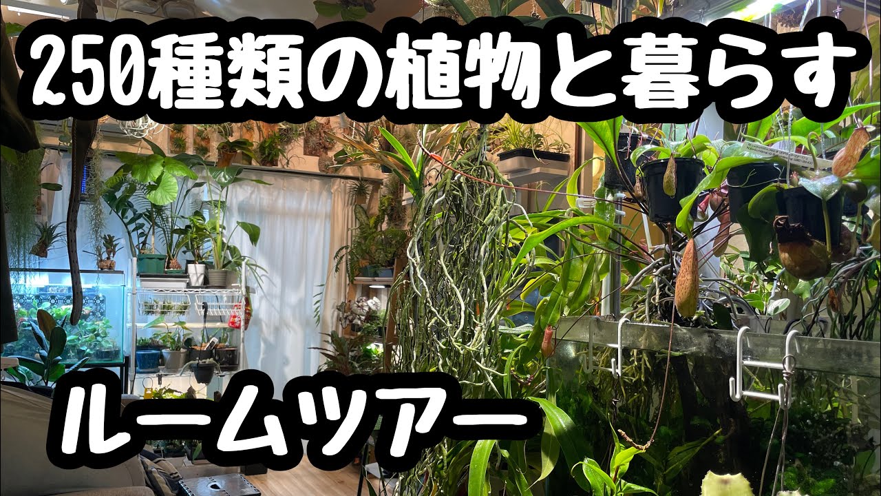 登録者200人記念！ルームツアーします！#観葉植物#アロカシア #エアプランツ #熱帯植物 #園芸#アガベ #モンステラ#ビカクシダ #テーブルヤシ#食虫植物