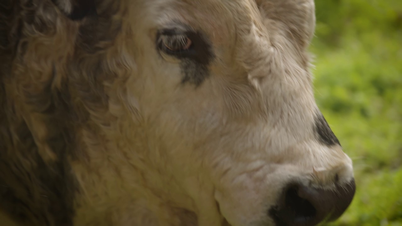 Norfolk Island  Cattle breeder - Robyn Menghetti