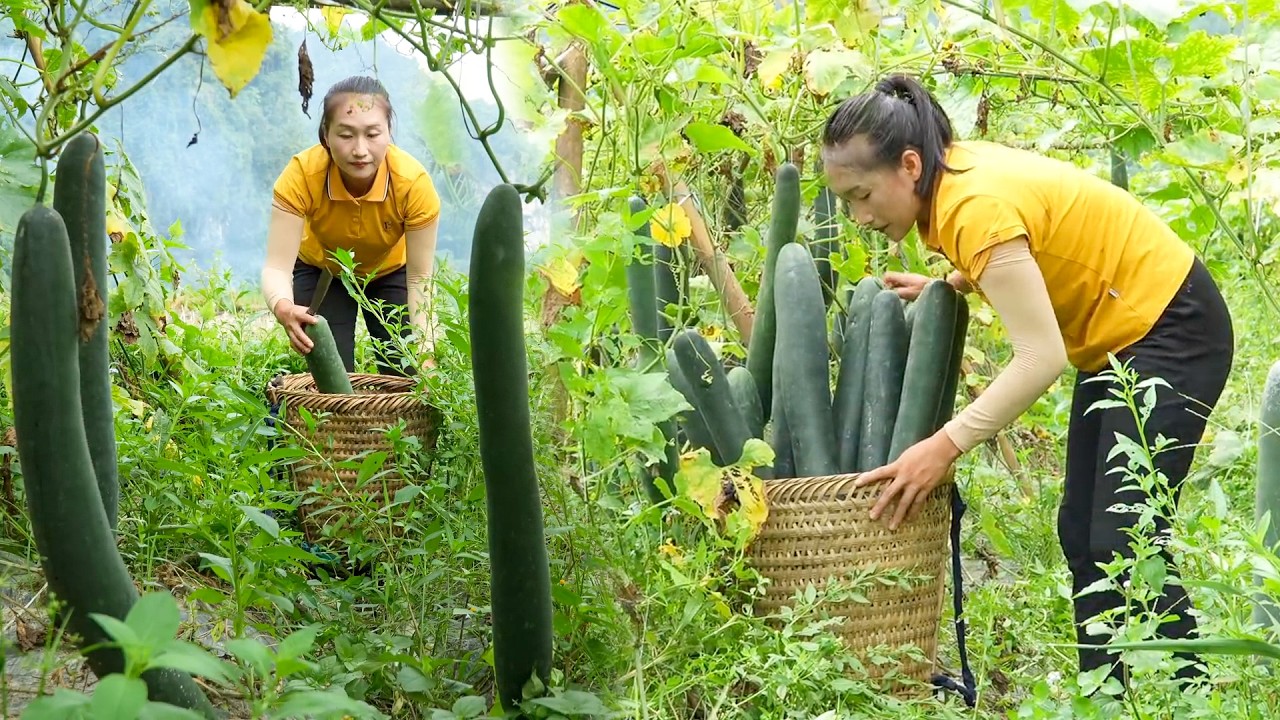 Harvesting Fresh Squash at Sunrise and Bringing It to Market | Farm Life Cooking Adventure