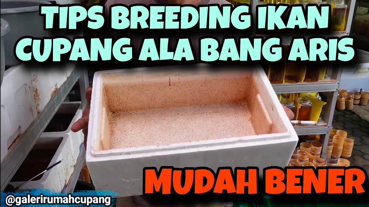 Tips Mudah Breeding Ikan Cupang Dari Bang Aris Bettafishku