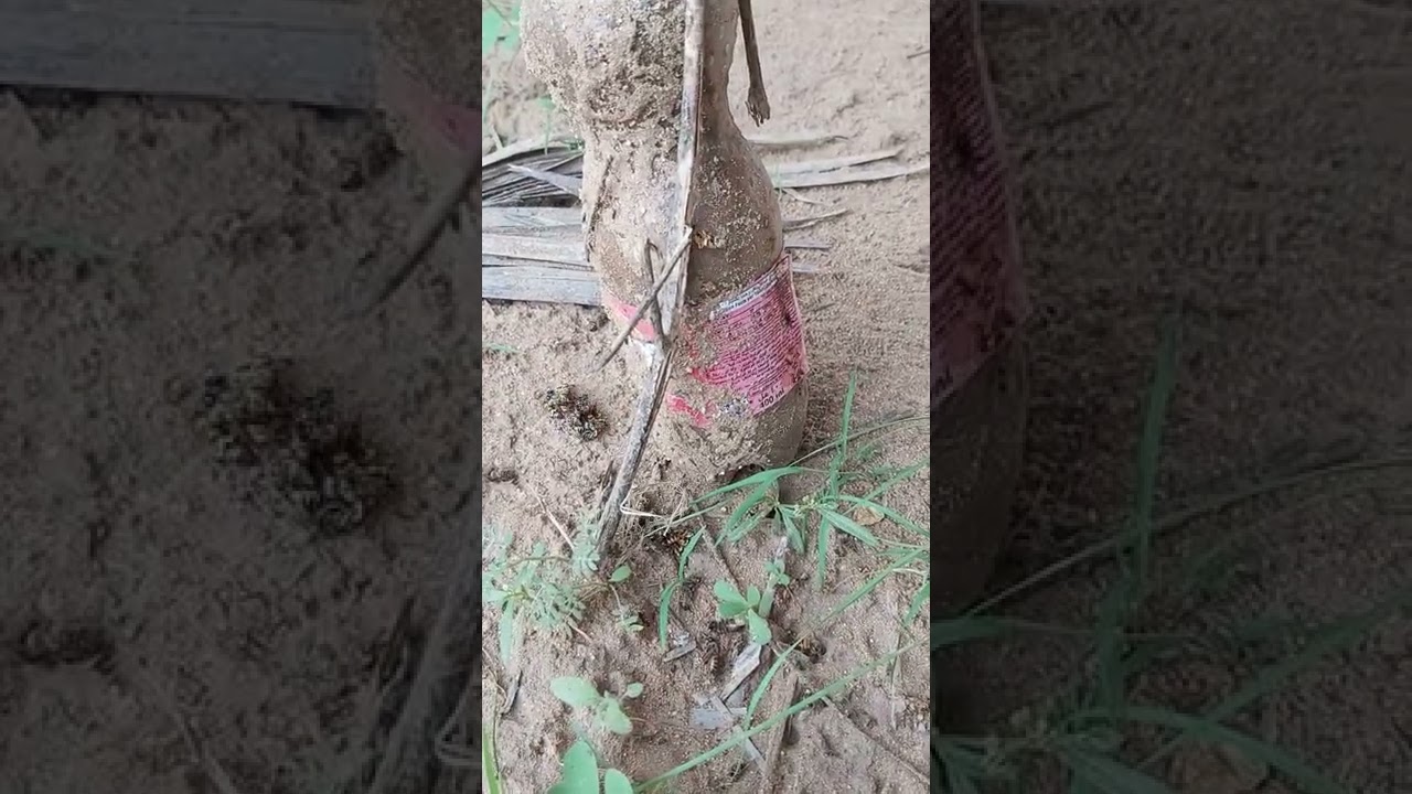 احدى طرق مكافحة ذئب النحل
