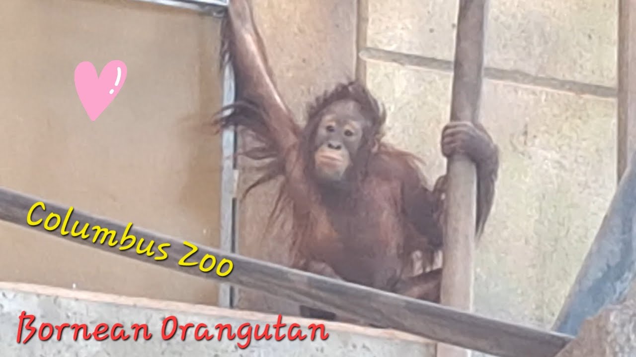 Baby Girl Clementine 🩷 Bornean Orangutan at Columbus Zoo 
