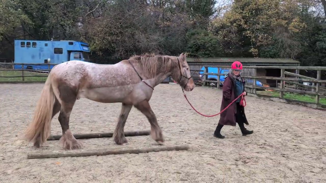 Equigility November 