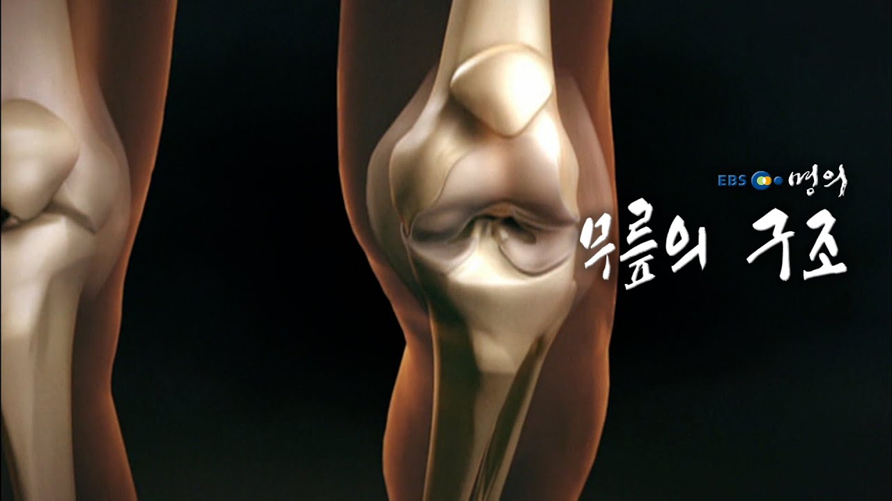 [명의 의학백과📖] 무릎의 구조