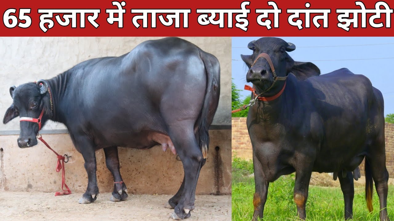 65 हजार में ताजा ब्याई दो दाँत झोटी, एक ही जगह || Premi Dairy Farm, Sirsa (9466028782)