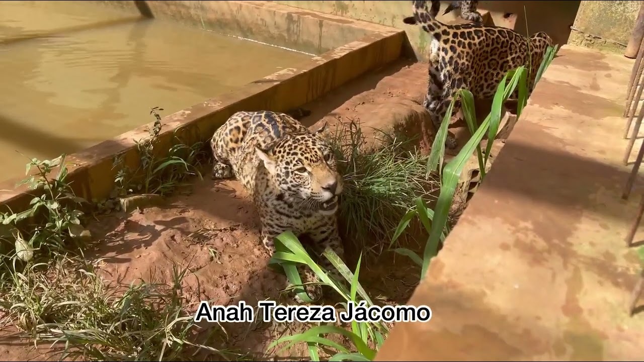 Adivinhem quem é a criatura mais ciumenta e encrenqueira do Instituto Onça Pintada 😳😜🐆?