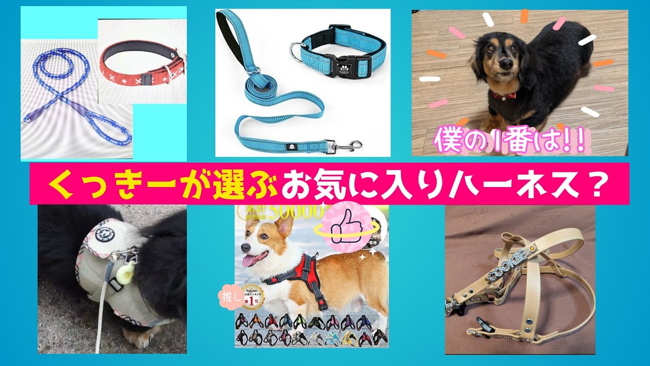 １６歳シニア犬にお勧めのハーネス　Recommended harness for 16-year-old senior dogs