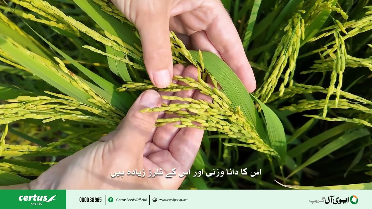 Rice | Agriculture | Pakistan | Hybrid Rice |