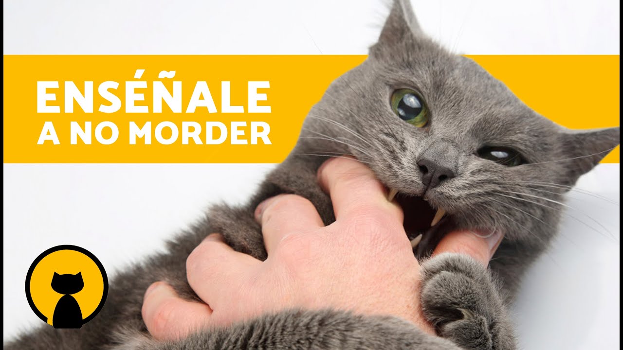 Cómo ENSEÑAR a un GATO a NO MORDER 🐱 (3 Pautas Efectivas)