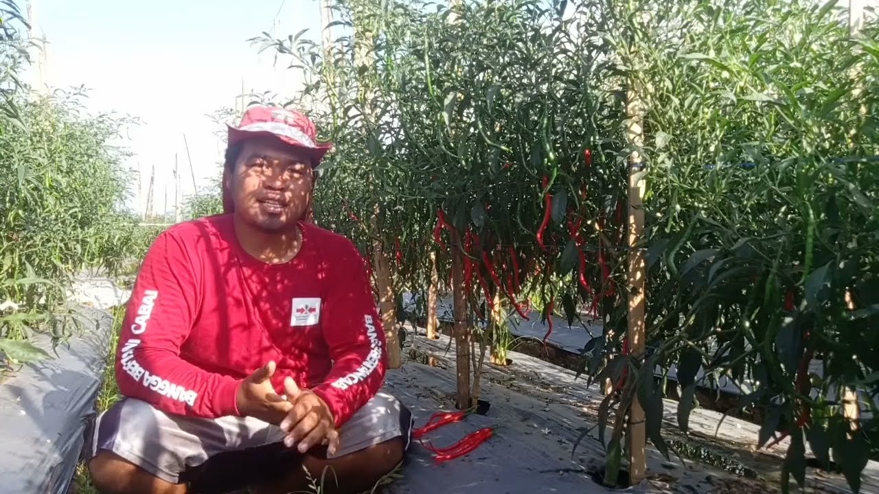 Ниже приведены преимущества и недостатки кудрявого красного перца чили сорта Tangguh F1.