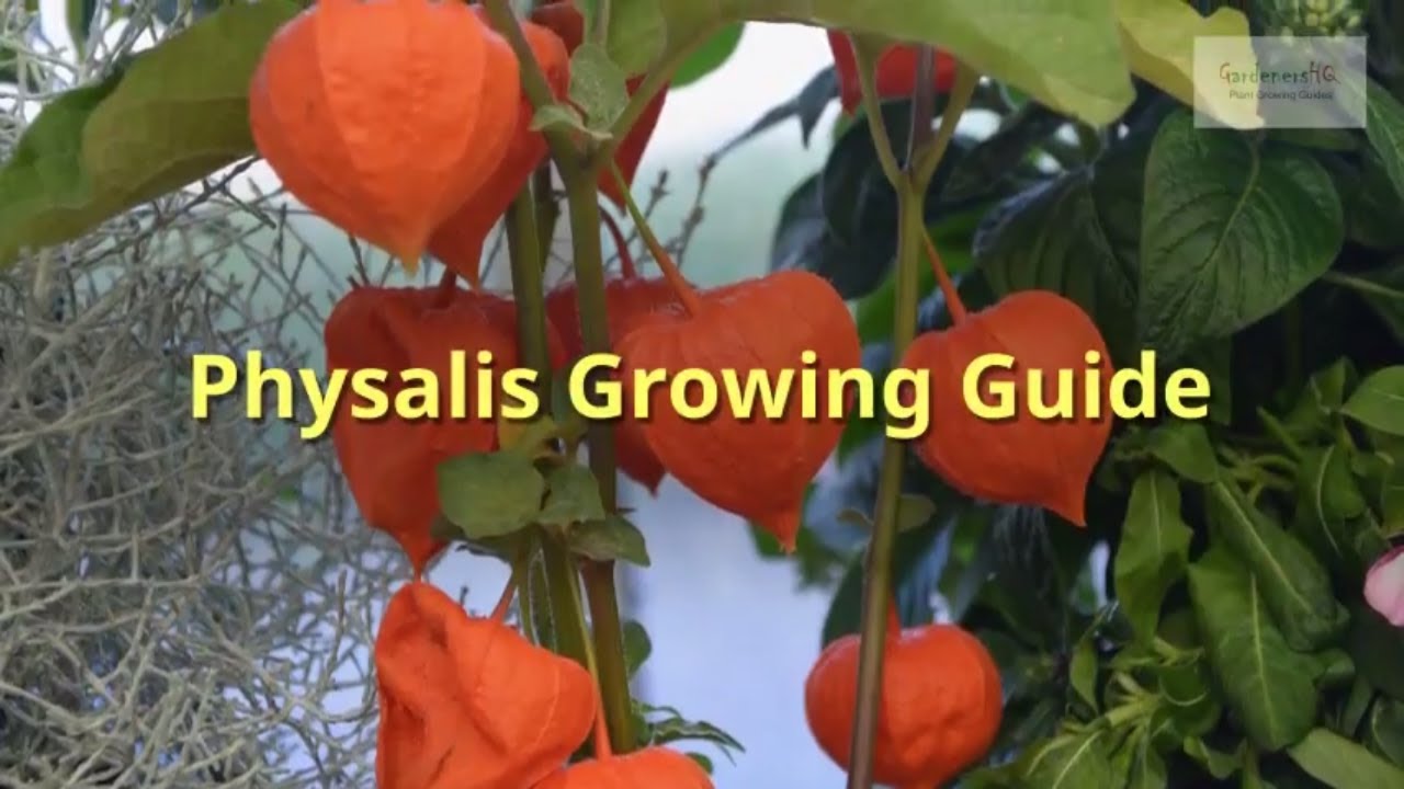 Physalis Growing Guide (Chinese lanterns) by GardenersHQ