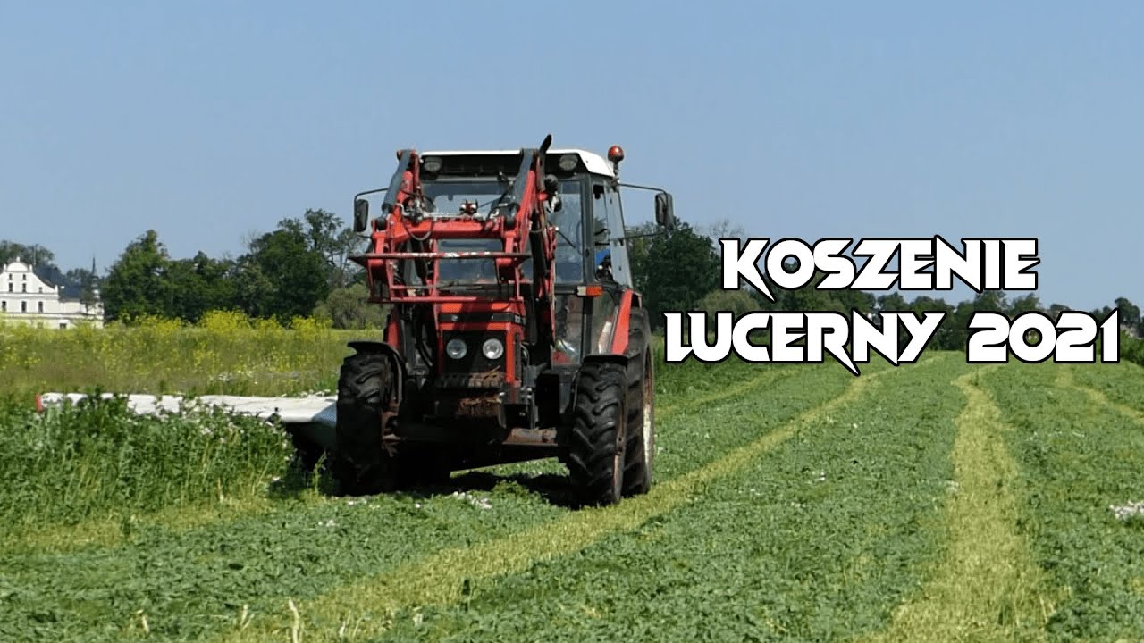 Koszenie Lucerny 2021✔Zetor na pełnym gazie?!✔Bocian ucieka przed Zetorem?!✔Agro Wlkp