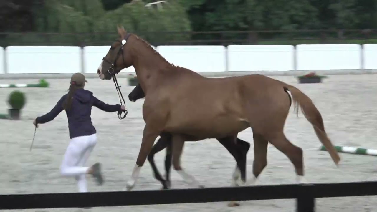 KANSAS JTN (Kiliman Sitte- Kaskada/ Druh- Reval) colt 2022