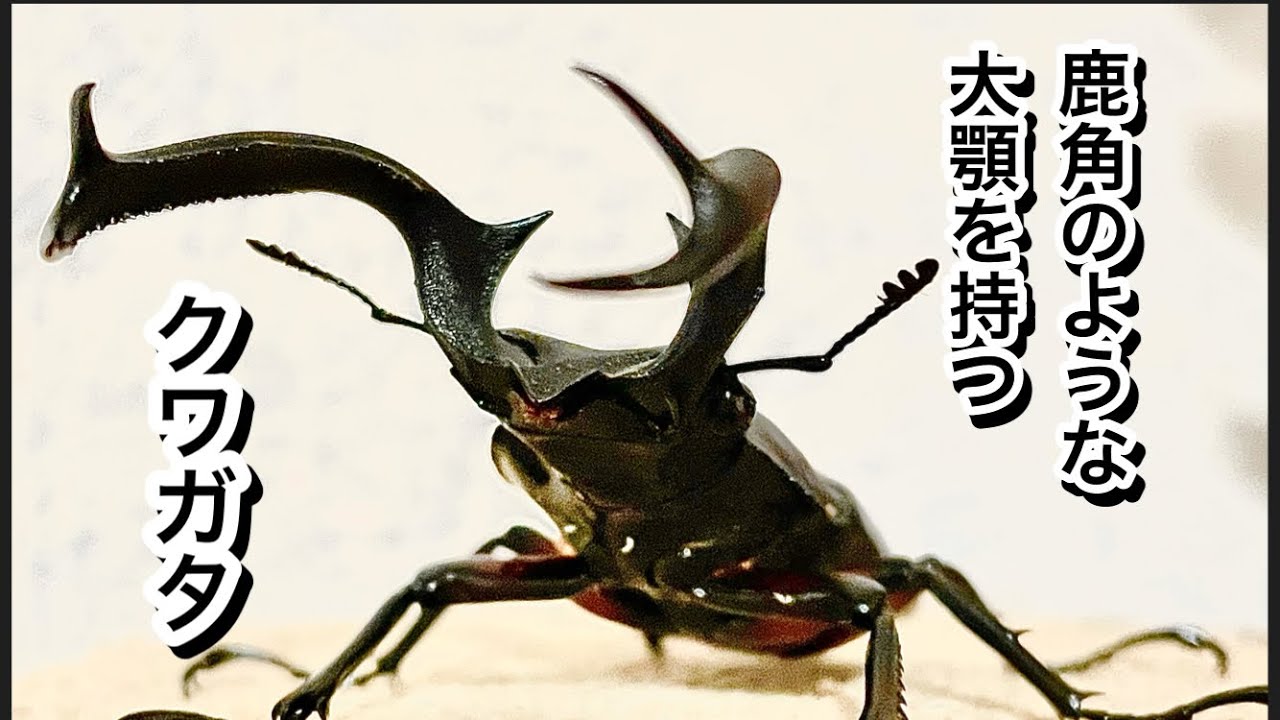 【ディディエールシカクワガタ】変わった大顎を持つクワガタのペアリングに挑戦