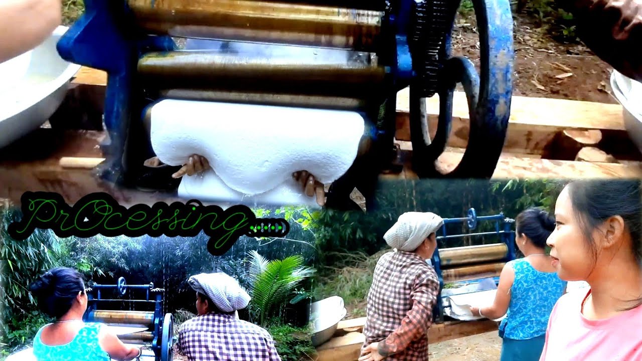 RUBBER SHEET MAKING PROCESSING.■Babi Chorkhy vedeos■village vlog vedeos