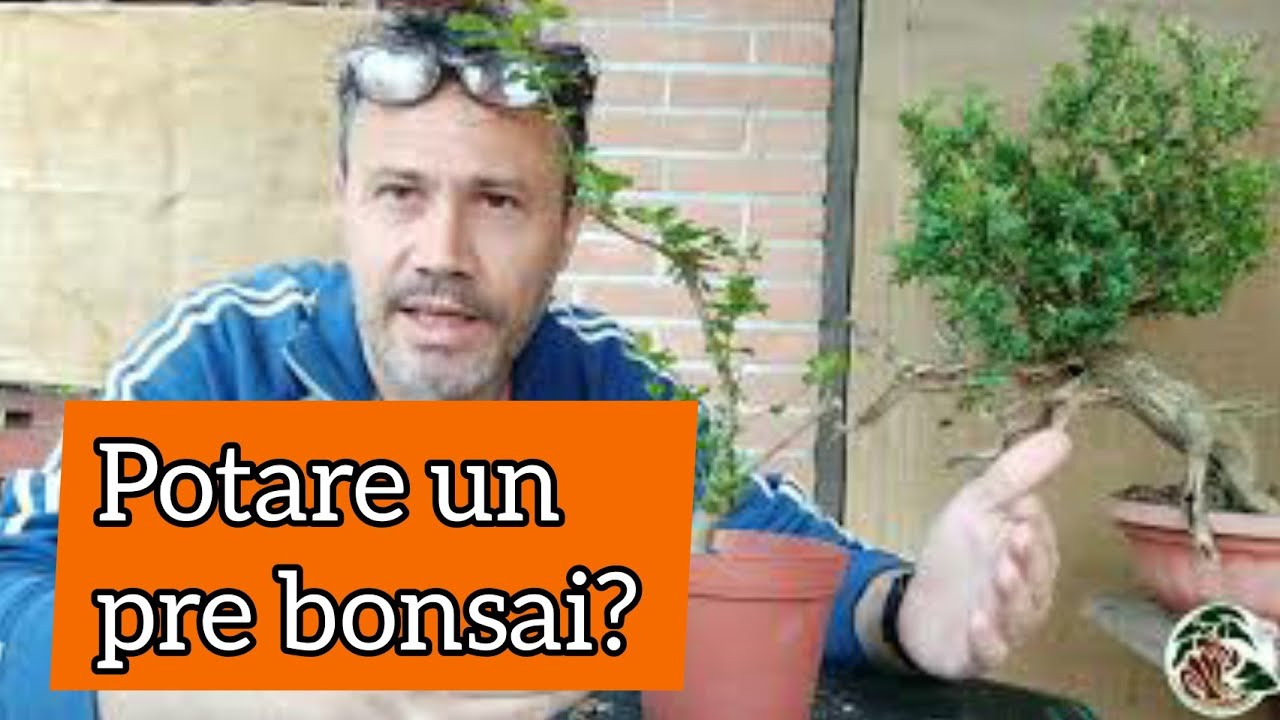Prime potature di due piante destinate a divenire bonsai parte 1