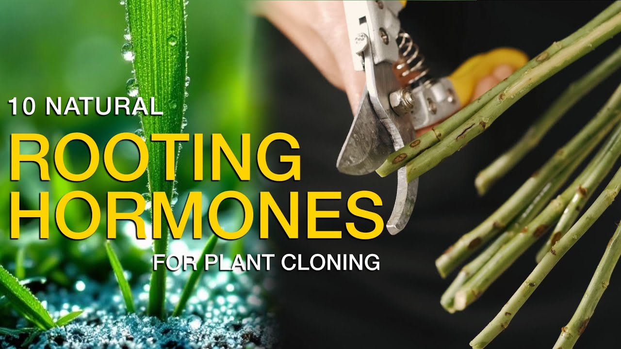 10 ROOTING HORMONES| Natural Rooting Stimulants for Gardening