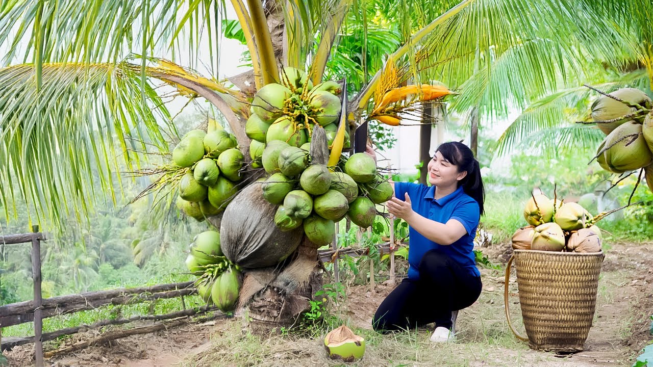 Harvest Coconut, goes to the market to sell - Harvesting and Cooking |Tieu Vy Real Life