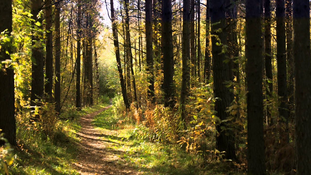 Metsäkukkia , J Mäkikivi