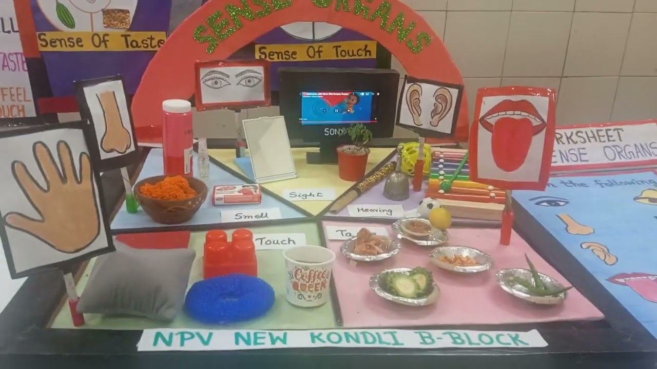 Prize winning Model on Sense Organs|| MCD Science Fair 2022-23 . NPV New kondli B- Block