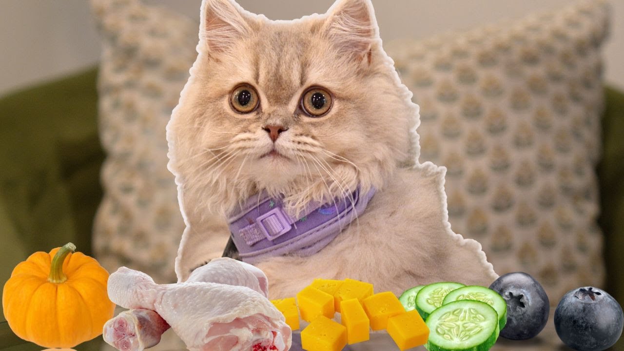 My Adorable Kitten Reviews Food