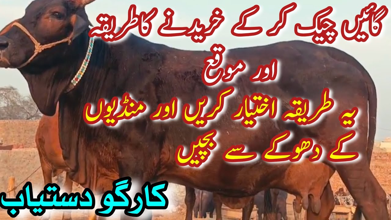 PURE CHOLISTANI TOP QUALITY COWS FOR SALE NEAR MADRASSA MANDI BAHAWALNGER || Dairy Farming Bread