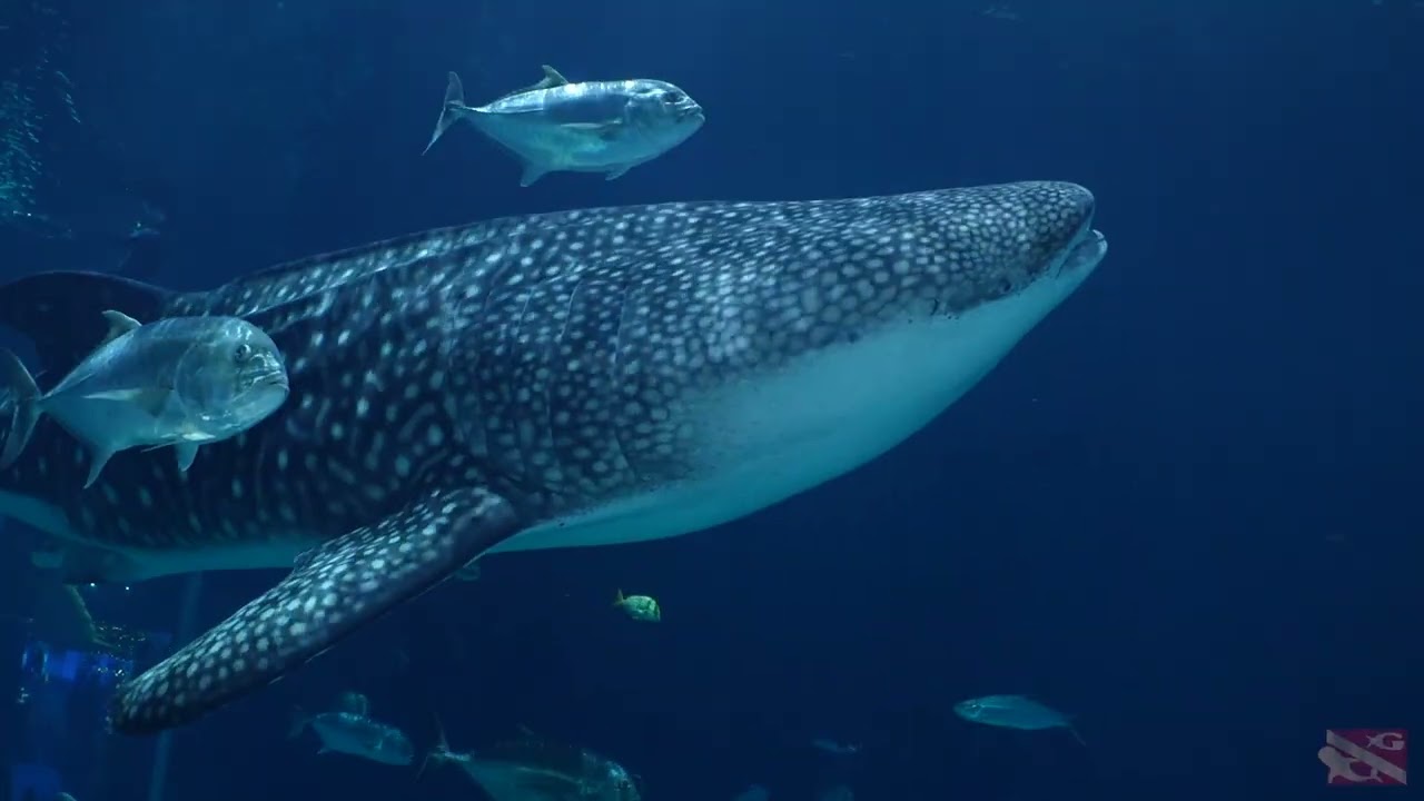 Breezeway Bubbles Scuba Georgia Aquarium 2025