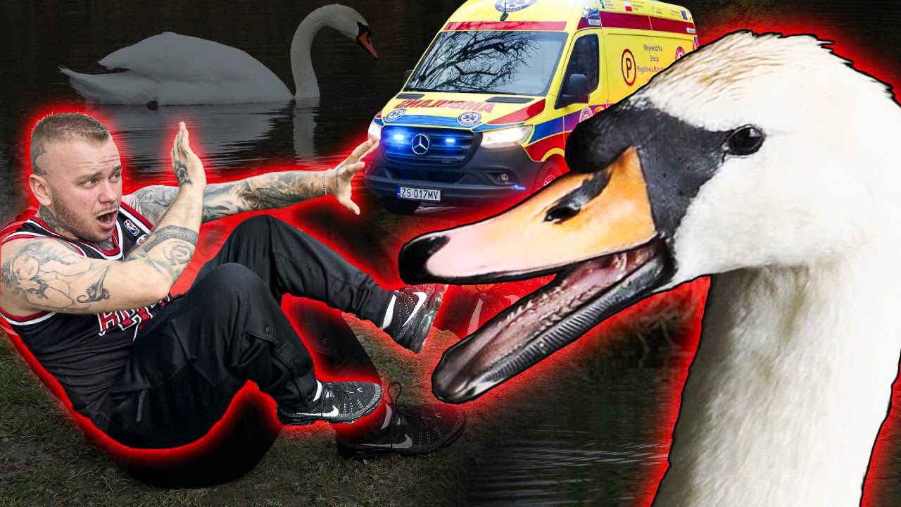 CAŁĄ PRAWDA O POLSKICH ŁABĘDZIACH!