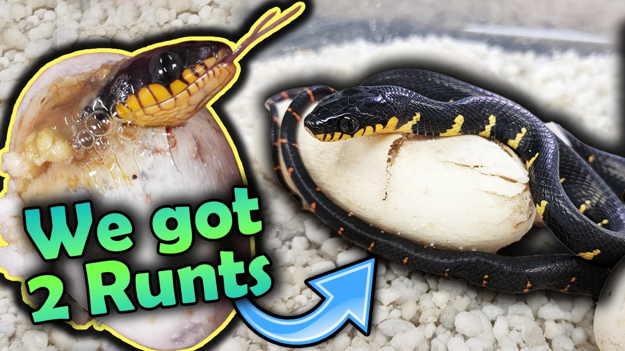 Baby Mangrove Snakes Hatching!! (There are 2 Runts...)
