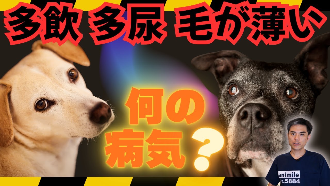 【いっぱいお水を飲んでおしっこする、毛が薄い、よく食べる】クッシング症候群かもしれません　お腹が膨れたり、血栓がつまる事も【犬・猫・動物病院・ステロイド・ペット・獣医師・愛玩動物看護師・糖尿病・がん】