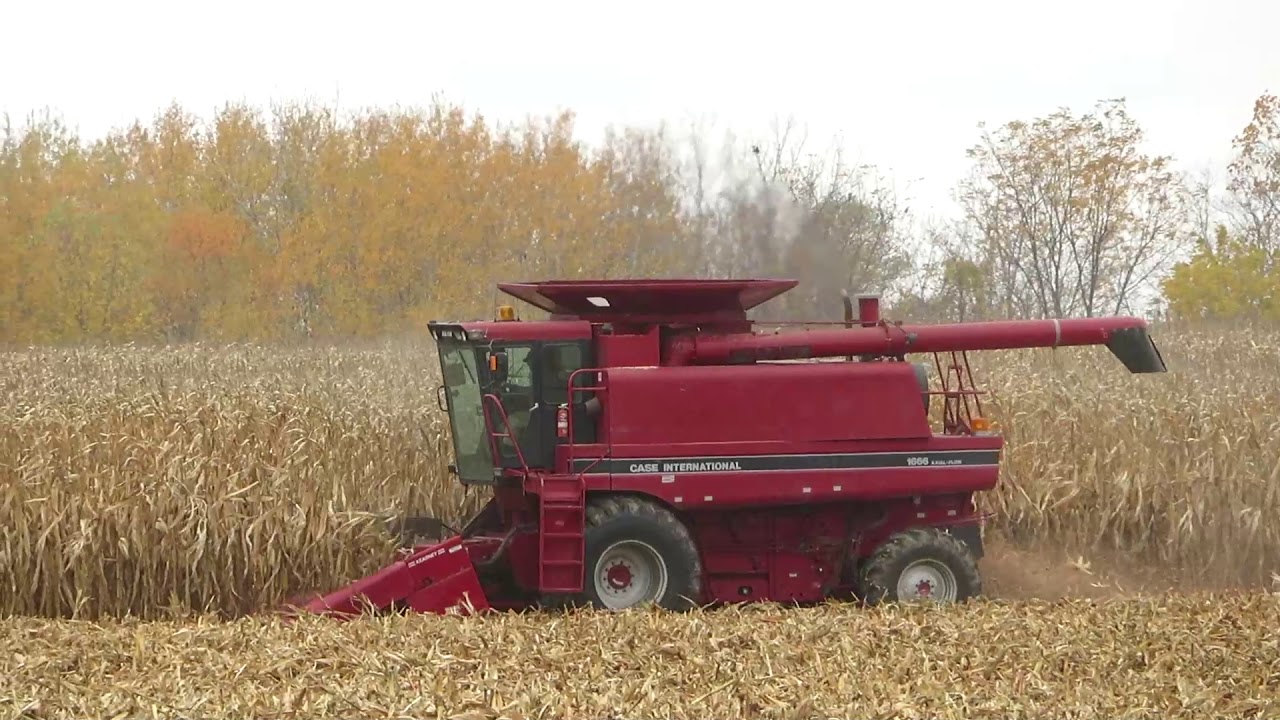 Harvest 2020 | Case IH 1666 Axial Flow Combine Harvesting Corn | Corn Harvest 2020
