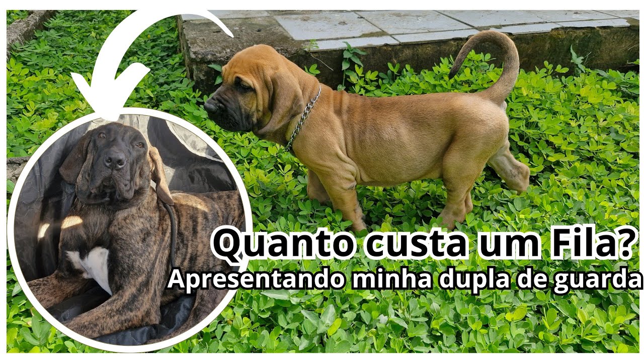 CONHEÇA JUMA, MINHA FILA BRASILEIRA DE GUARDA | Por que escolhi essa raça + valor do filhote