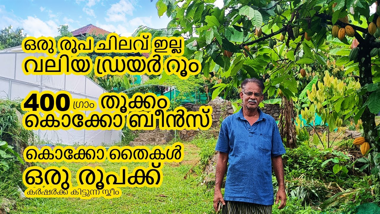 Cocoa Krishi കൊക്കോ ലാഭാകരമാക്കാം Best Variety of Cocoa Plants for Sale | Cocoa Farming Malayalam