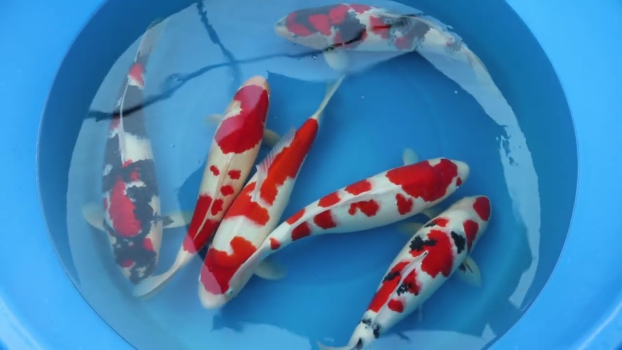 Super High Quality Gosanke from the Top Breeders in Japan