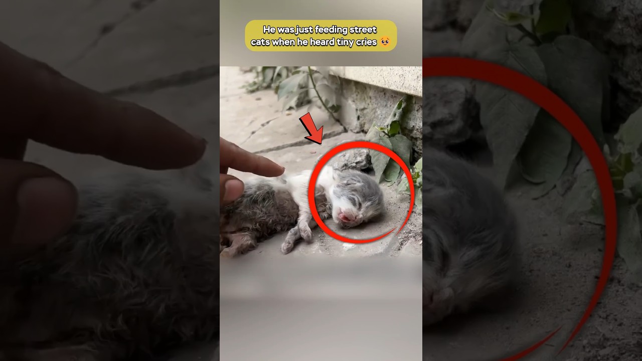 Rescuing Mother Cat and Her Tiny Babies From the Roadside