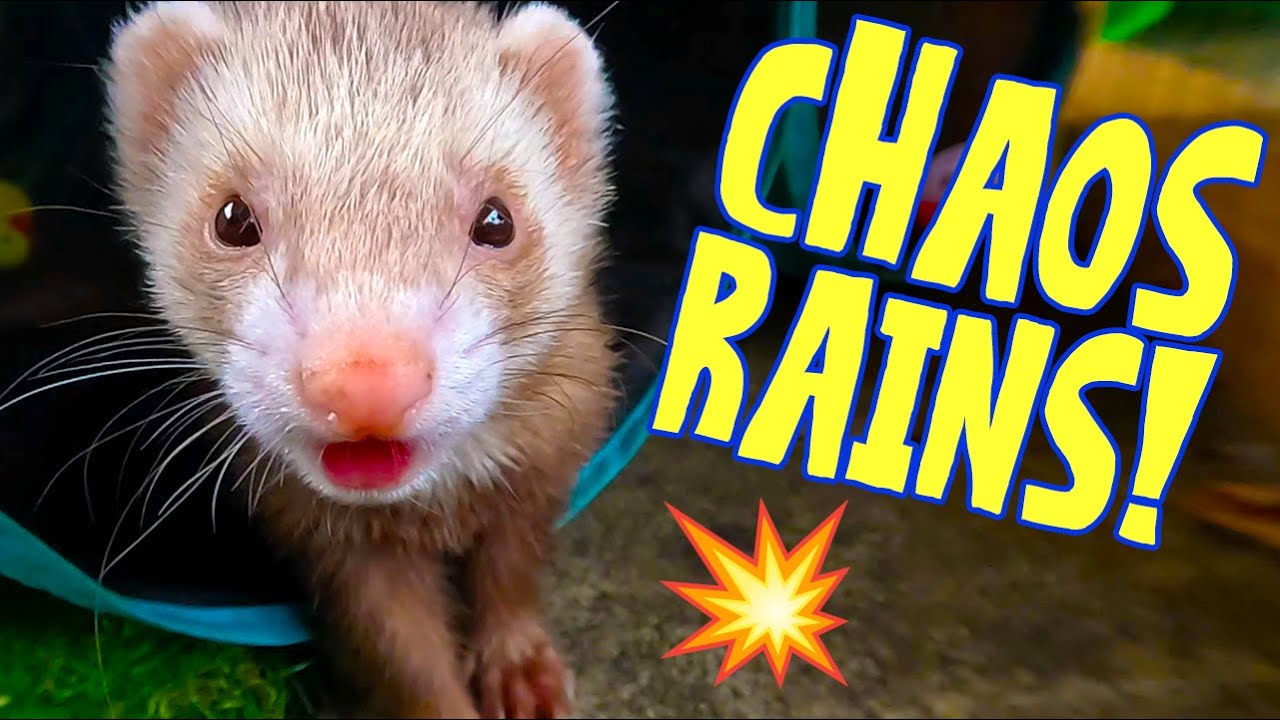 DIY Ferret Run Upgrade – Weather-Proofing My Enclosure